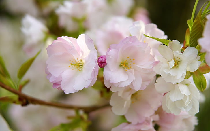 Sakura blomning, blomblad, vår, makrofotografering, vita och rosa kronbladiga blommor, Sakura, blomning, blomma, kronblad, vår, makro, fotografi, HD tapet