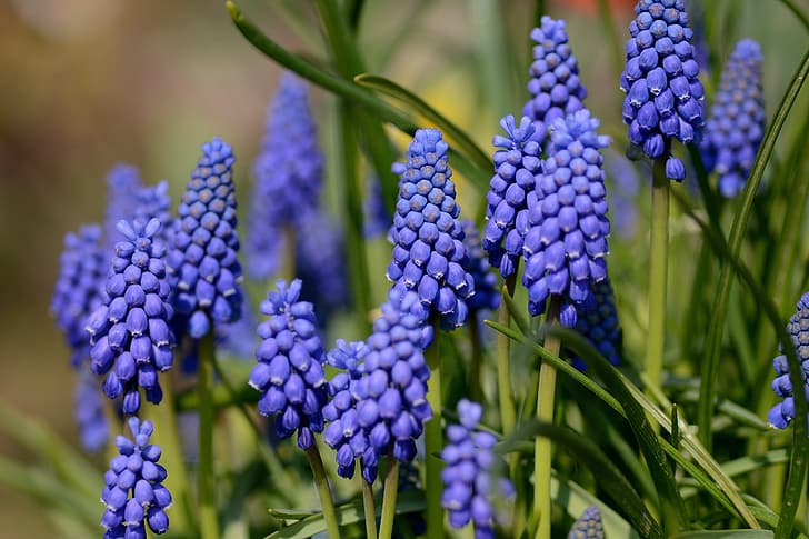 flowers, background, spring, Muscari, HD wallpaper