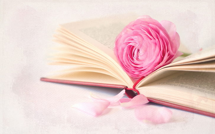 本、ピンク、バラ、花、本とピンクのバラの花、 HDデスクトップの壁紙
