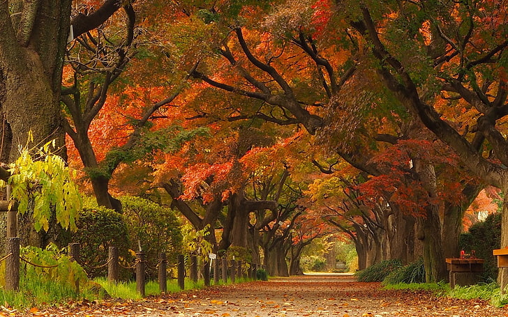 natur, landschaft, ahornblätter, bäume, park, straße, straße, japan, HD-Hintergrundbild