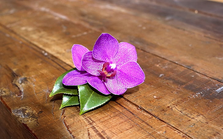 Orquídea roxa, orquídea, HD papel de parede