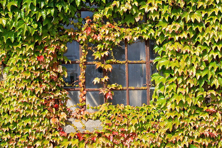 autumn, building, creeper, green, nature, wall, window, wine, HD wallpaper