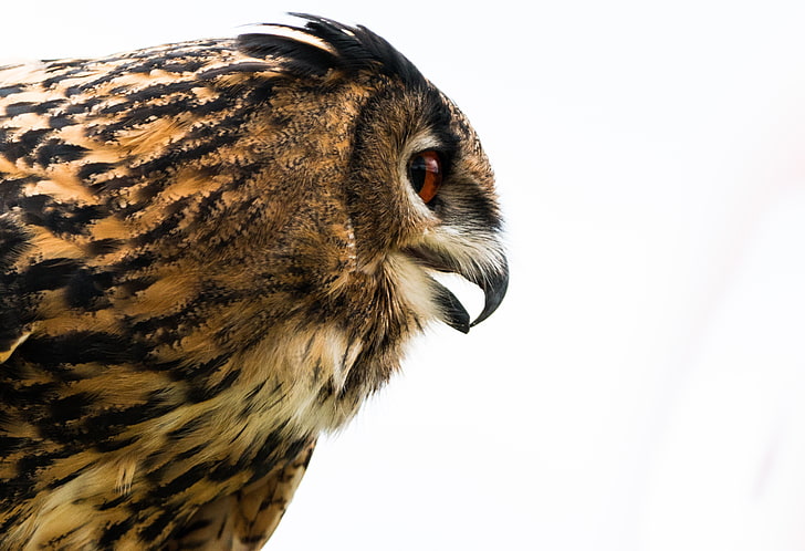 brown true owl, owl, eagle-owl, beak, bird, predator, profile, HD wallpaper