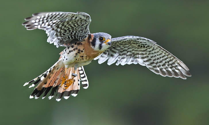 bird, Falcon, Flying, Kestrel, sparrow, wings, HD wallpaper