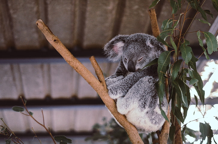 ours koala gris, koala, eucalyptus, arbre, sommeil, Fond d'écran HD