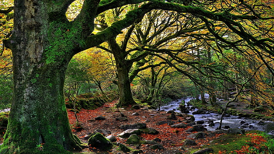 зелени дървета, природа, дървета, гора, вода, Ирландия, национален парк, поток, скала, камъни, мъх, листа, клон, падане, HD тапет HD wallpaper