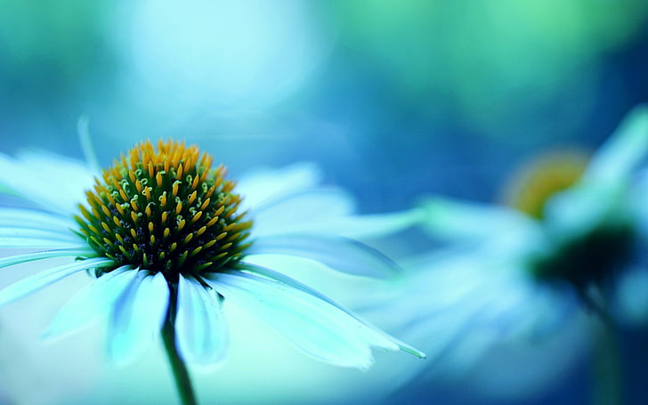 Flower, macro, flowers, background, blue, widescreen, Wallpaper, blur, full  screen, HD wallpaper | Wallpaperbetter