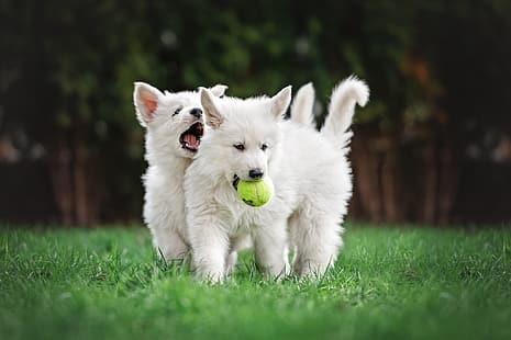  dogs, summer, grass, Park, lawn, football, glade, toy, the game, the ball, puppies, mouth, pair, walk, white, kids, a couple, Duo, friends, two, cuties, play, two dogs, sports, Swiss shepherd dog, two puppies, young players, the Swiss national football team, HD wallpaper HD wallpaper