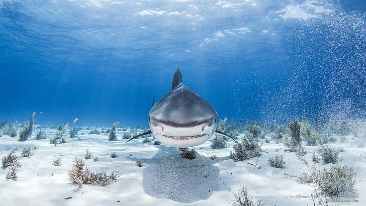 Na aproximação, tubarão-tigre, Nassau, Bahamas, vida no oceano, HD papel de parede