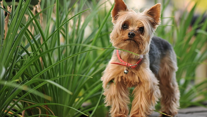 marrom e bronzeado adulto Yorkshire terrier, cachorro, HD papel de parede
