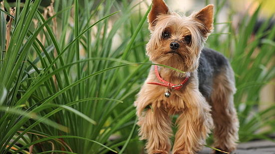 marrom e bronzeado adulto Yorkshire terrier, cachorro, HD papel de parede HD wallpaper