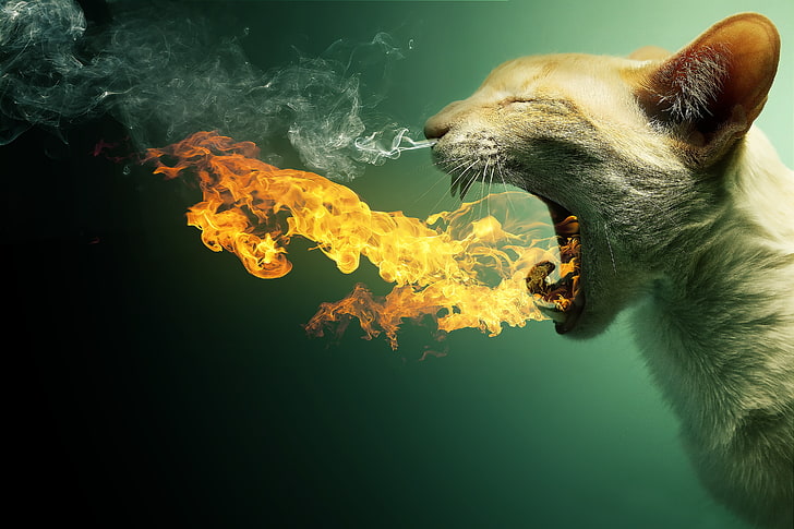 biały kot, kot, ogień, zęby, usta, palenie, dym. pary, Tapety HD