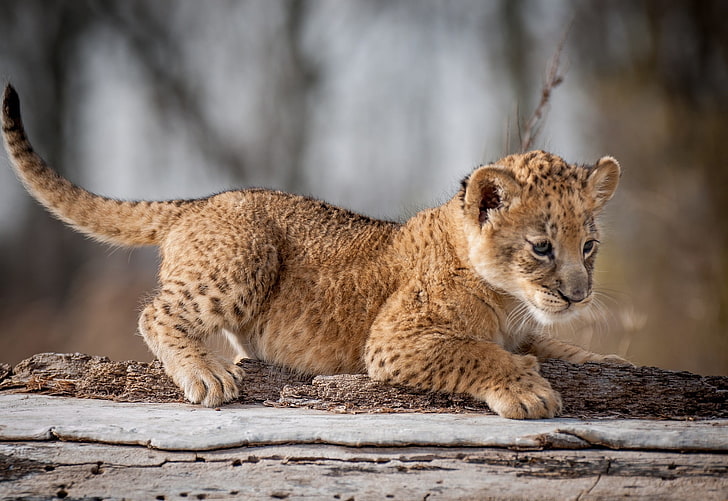 cucciolo di leopardo beige e marrone, animali, cuccioli, leone, cuccioli, Sfondo HD