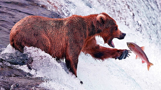 рыбалка, рыба, медведь, живая природа, фауна, река, вода, наземное животное, HD обои HD wallpaper