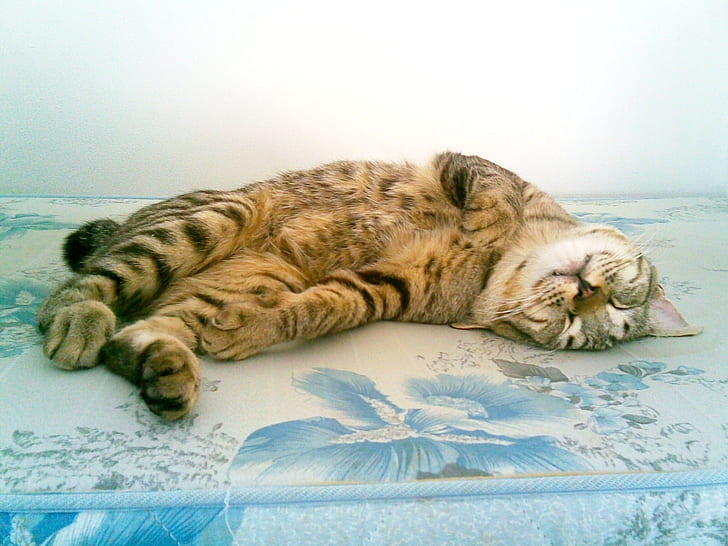 かわいいアメリカのボブテイル猫、アメリカのボブテイル猫、小さく、眠い、 HDデスクトップの壁紙