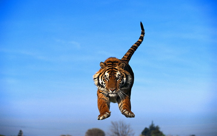harimau coklat dan hitam, harimau melompat, langit biru, harimau, predator, Wallpaper HD