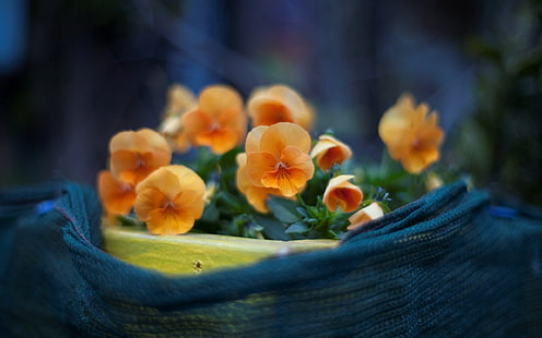 Fleurs de pétales jaunes, pensée, pensées orange en pot, jaune, pétales, fleurs, pensée, Fond d'écran HD HD wallpaper