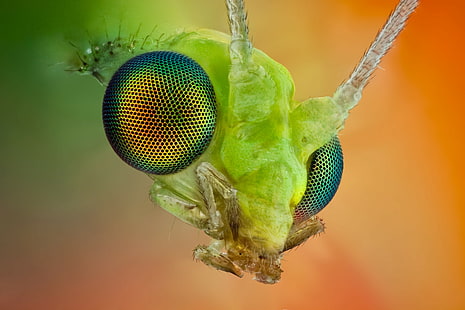 แมโครสัตว์แมลงสีเขียว, วอลล์เปเปอร์ HD HD wallpaper