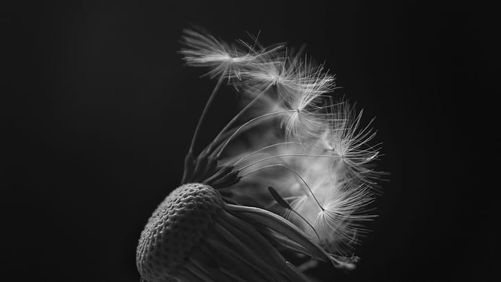 grayscale photography of dandelion, Fall, grayscale, photography, dandelion, World, Explore, Explored, exposure, Depth, Detail, mechanism, Reflections, Perspective, Relative, Earth, Time, Attribution, Commons, nature, seed, close-up, HD wallpaper