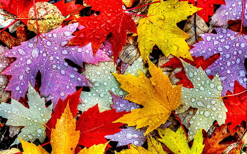 ใบไม้, ฤดูใบไม้ร่วง, หยดน้ำ, สีม่วงแดงเหลือง, ใบไม้, ฤดูใบไม้ร่วง, น้ำ, หยด, สีเหลือง, สีแดง, สีม่วง, วอลล์เปเปอร์ HD HD wallpaper