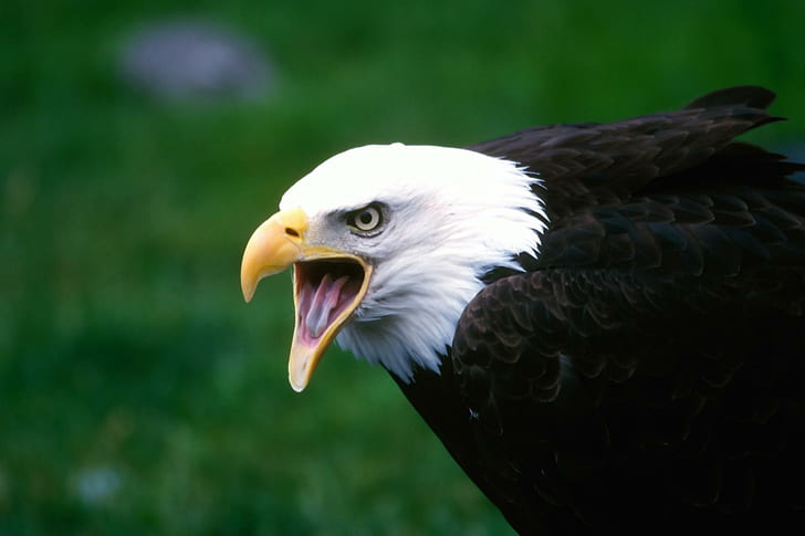 Águia gritando, águia gritando, por kent foster, pássaro, águia, animais, HD papel de parede
