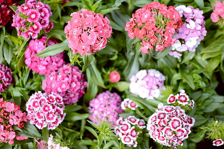 background, carnation flowers, coral flowers, floral, flowers, garden, gardening, leaves, nature, oeillets, pink flowers, planters, plants, pom pom flowers, spring, summer, white flowers, HD wallpaper