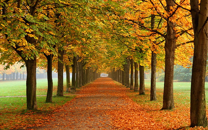 Осень Природа Обои Осенние Листья 3d Цвета Осени 0974, HD обои