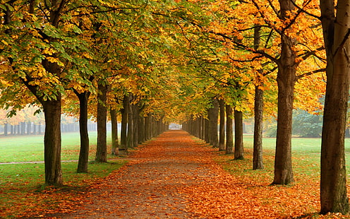 Outono natureza papel de parede folhas de outono 3d cores de outono 0974, HD papel de parede HD wallpaper