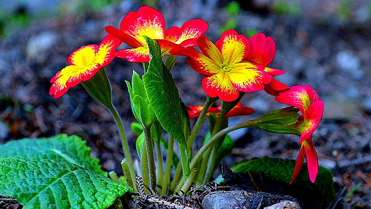 Primel, Blume, Pflanze, Primula vulgaris, Flora, Frühling, Primel, Blütenblatt, HD-Hintergrundbild