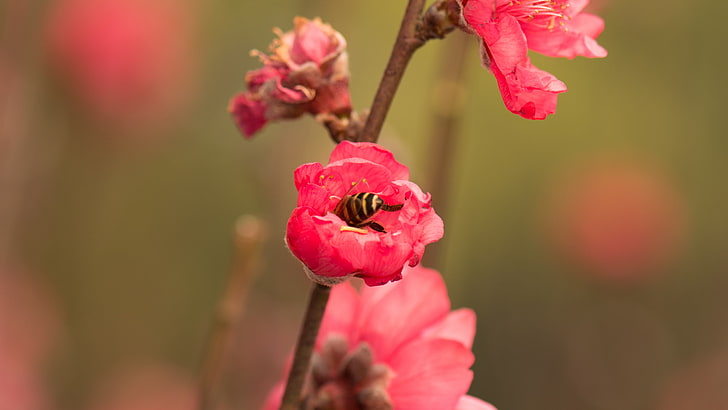 red, pink, flower, blossom, flora, spring, close up, petal, branch, plant, macro photography, peach blossom, bee, HD wallpaper