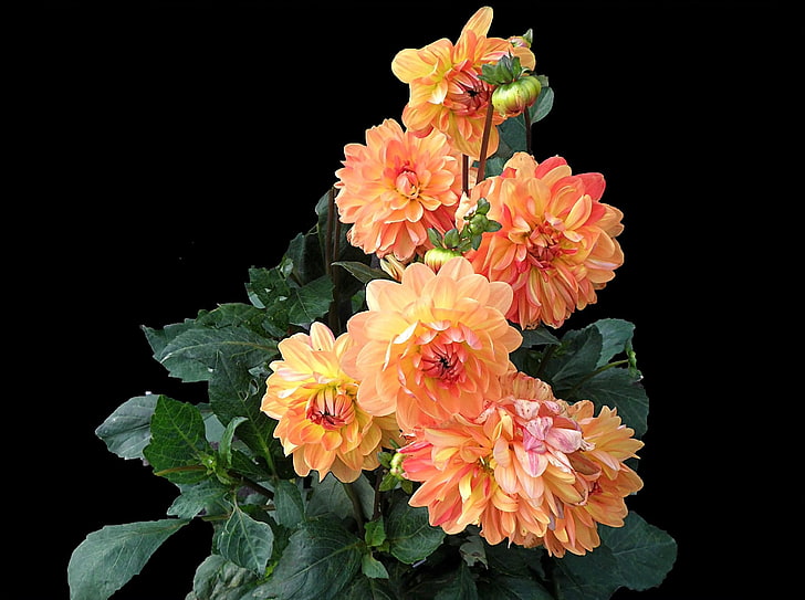 yellow-and-orange flowers, dahlias, flowers, leaves, herbs, contrast, black background, HD wallpaper