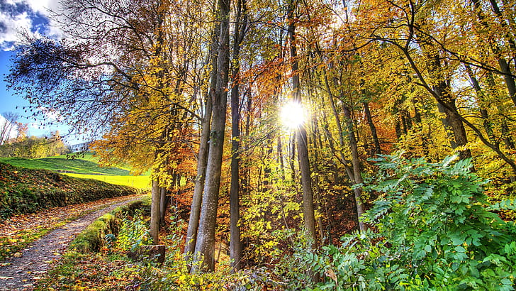 autumn colors, autumn sunlight, autumn, sunshine, tree, path, deciduous, fall forest, sunlight, forest, autumn forest, autumn landscape, HD wallpaper