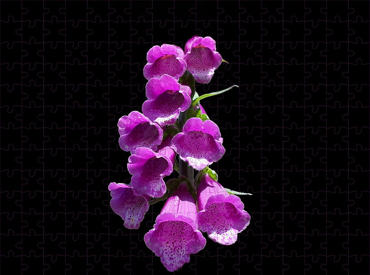 purple flowers, digitalis, flowers, black background, puzzle, HD wallpaper