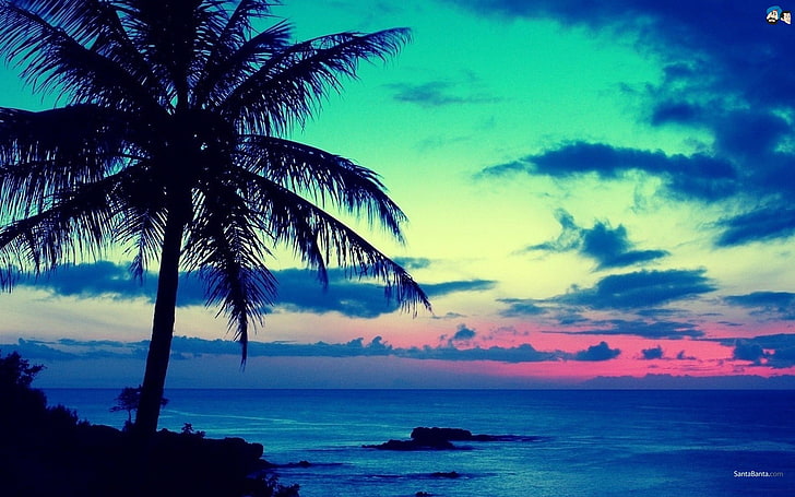 coconut tree, palm trees, sky, sea, horizon, sunset, cyan, blue, nature, dark, clouds, water, trees, HD wallpaper