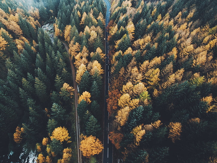 tekstil bunga hitam dan coklat, pemandangan udara, pohon, musim gugur, foto drone, Wallpaper HD