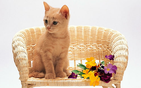 猫の椅子、オレンジのぶち子猫、猫、椅子、花、子猫、甘い動物、 HDデスクトップの壁紙 HD wallpaper