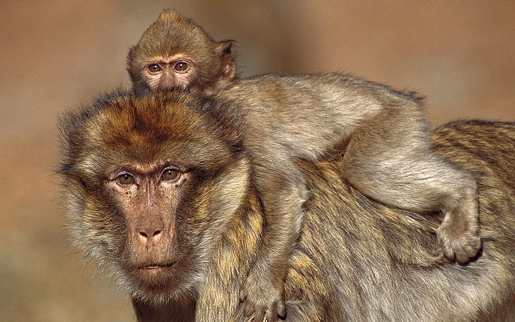 brown monkey, monkeys, cub, baby, family, caring, HD wallpaper