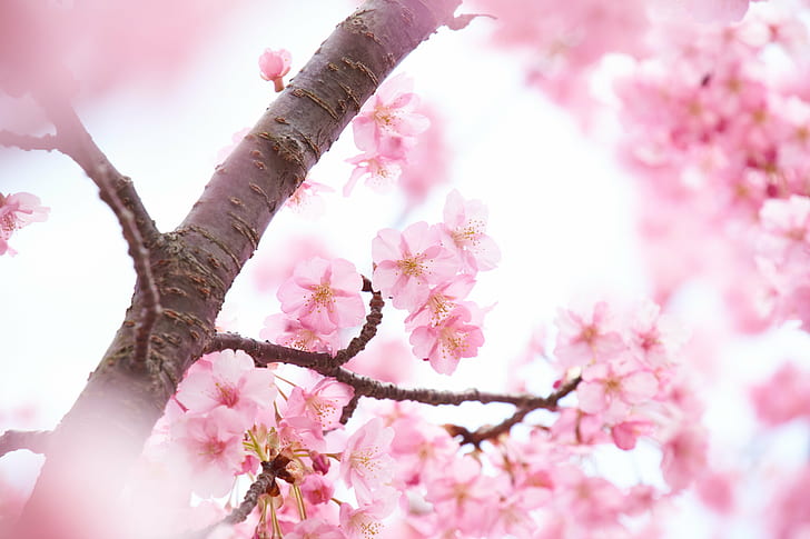 selective focus photography of pink cherry blossoms, Dreamy, selective focus, photography, cherry blossoms, Kawazu, Zakura, flower, spring, Izunokuni, 大仁, 静岡, 日本, Sony  α99, SLT-A99V, A-mount, Tamron, F/3.5, Di, PZD, pink Color, japan, springtime, tree, nature, branch, cherry Blossom, petal, blossom, flower Head, plant, HD wallpaper