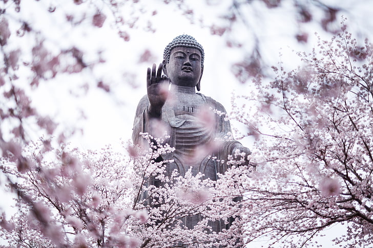 bunga sakura, patung, Buddha, agama, Wallpaper HD