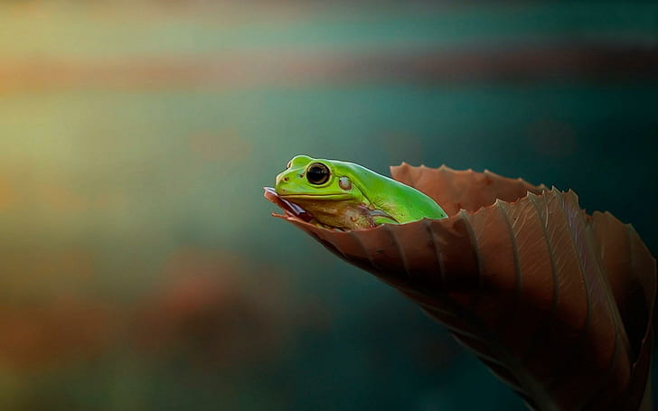 Leaf Frog, liść, żaba, Tapety HD