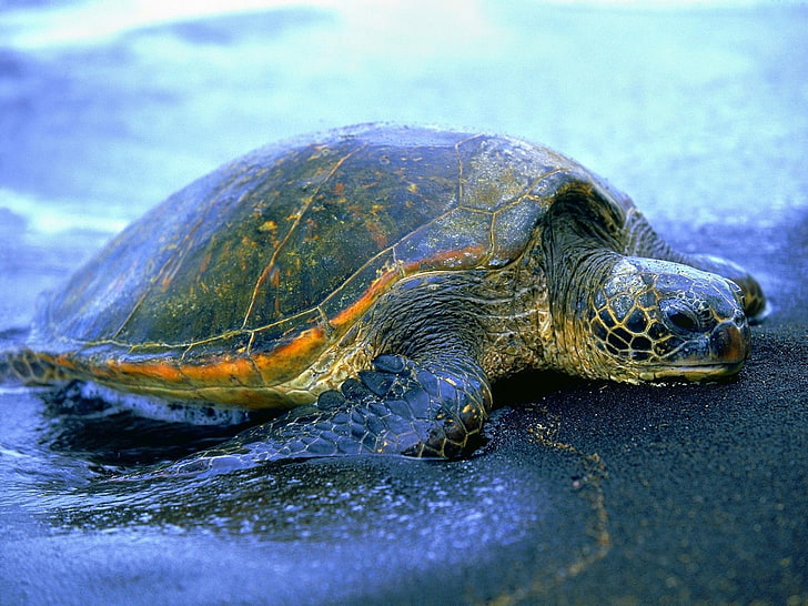 black and yellow tortoise, turtle, water, beach, shell, HD wallpaper