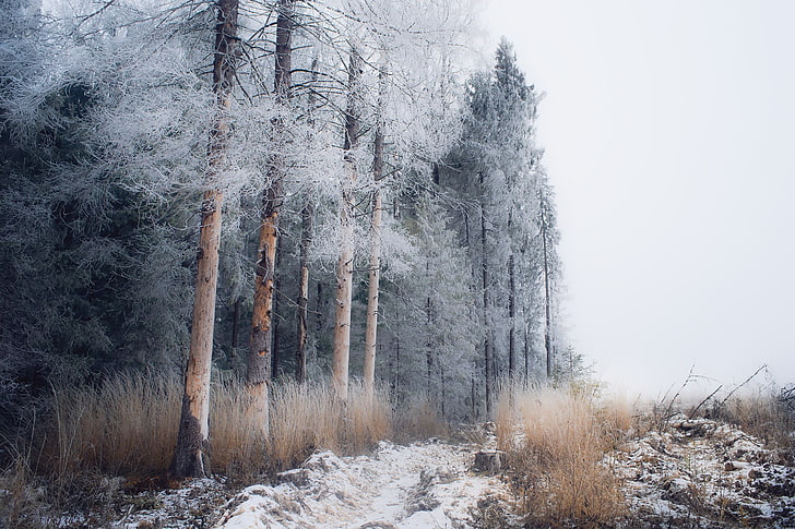 pohon pinus, musim dingin, salju, pemandangan, pohon, alam, es, Wallpaper HD
