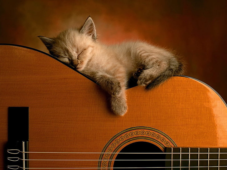 szary kotek i brązowa gitara akustyczna, kotek, gitara, położyć się, spać, Tapety HD