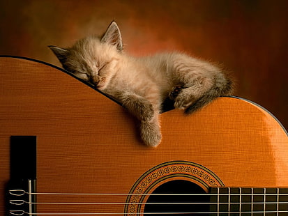 회색 고양이와 갈색 어쿠스틱 기타, 고양이, 기타, 누워, 자, HD 배경 화면 HD wallpaper