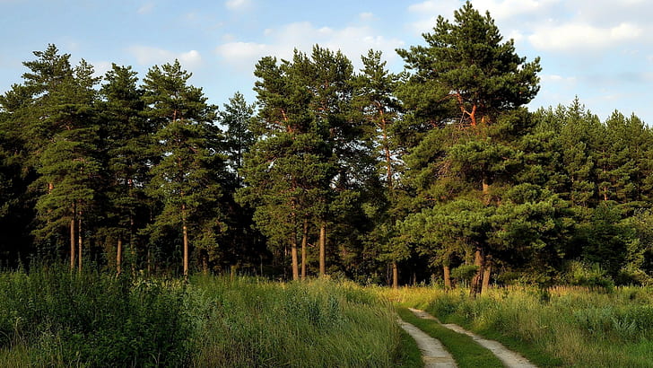 Wald, Pfad, Natur, Schotterweg, HD-Hintergrundbild