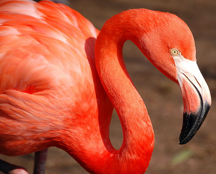 red Flamingo close up photograph, Big Pink, red, Flamingo, close up, photograph, Avian, Excellence, Bird, Phila, Zoo, Nikon  D50, QUALITY, SOE, wildlife, nature, animal, pink Color, beak, tropical Climate, animals In The Wild, africa, feather, HD wallpaper