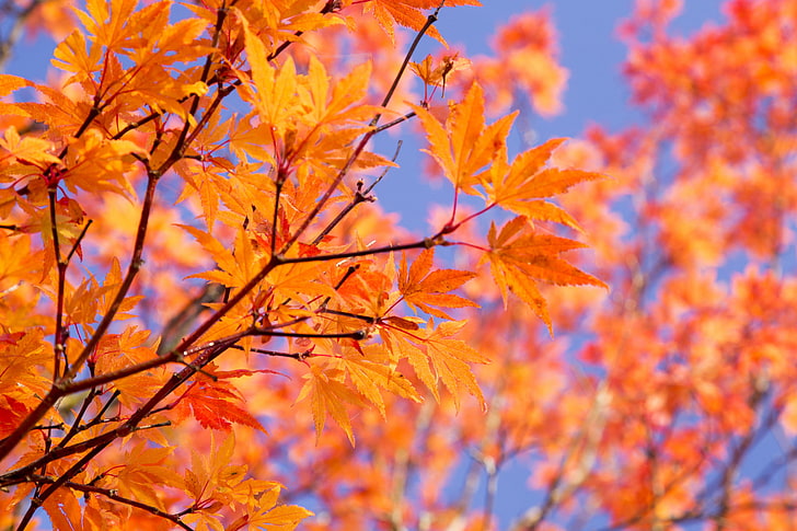 maple tree, autumn, the sky, leaves, branches, paint, HD wallpaper