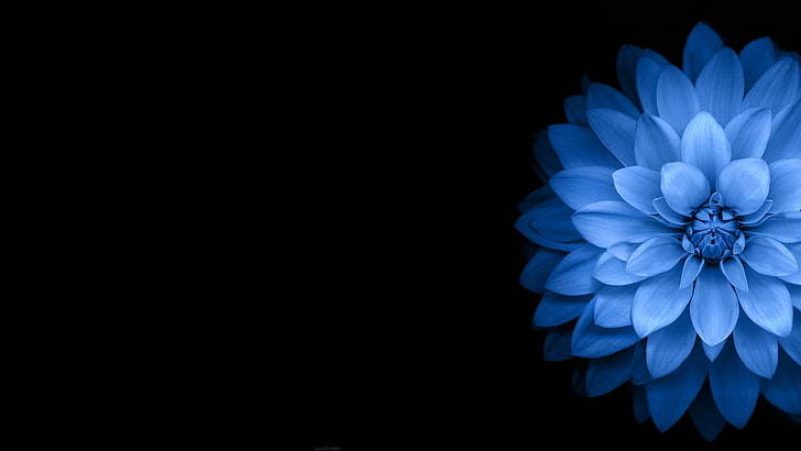 noir, bleu, foncé, fleurs, Fond d'écran HD