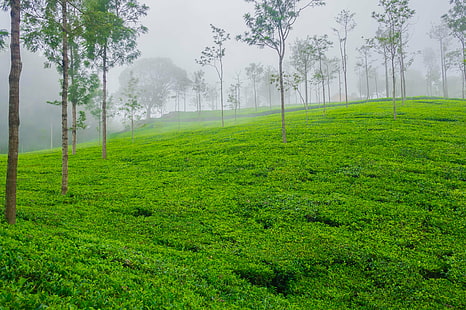 тревно поле, чаено растение, чаено растение, легло, чаено растение, трева, облак, Coonoor, зелено зелено, зелен килим, Kumar, Kumaravel, LRCC, мъгла, мъглива, облаци, биосферен резерват Nilgiri, планини Nilgiri, Panorama, Samsung NX, Samsung NX100, Чайна градина, Чайна плантация, Пътуване, Дърво, Западни Гати, Широк ъгъл, пейзаж, планина, перспектива, природа, гора, на открито, зелен цвят, листа, растение, HD тапет HD wallpaper