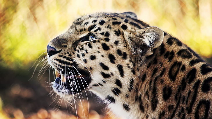 Leopardo, animales, ojos azules, pelaje amarillo, dientes afilados, fotografía, profundidad de campo, fotografía de enfoque de guepardo, leopardo, animales, ojos azules, pelaje amarillo, dientes afilados, fotografía, profundidad de campo, Fondo de pantalla HD